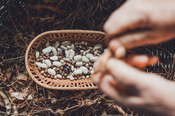 Farmer hold variety of beans in hand after harvesting.