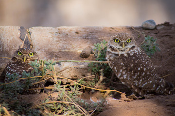 Burrowing Owl