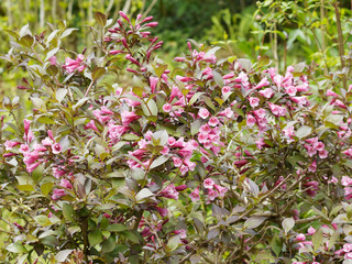 Weigélia à fleurs rose pourpré et au feuillage couleur bronze (Weigela florida - Victoria)