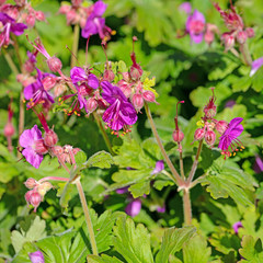 Bl&uuml;hender Storchschnabel, Geranium cantabrigiense, Cambridge