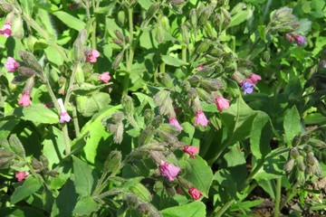 Lungwort flowers in the meadow in spring
