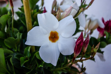 Fototapeta premium pétalas brancas