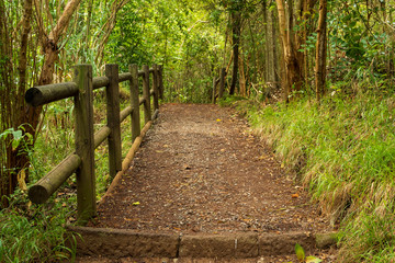 Path in "Los Tilos de Moya", Gran Canarias