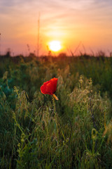 Obraz premium Lonely wild poppy flower staying in the grass field