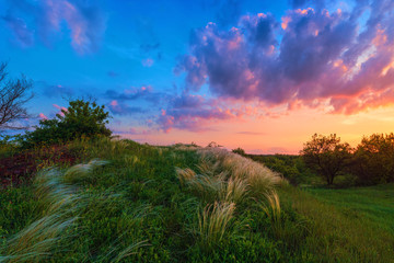 Beautiful picture of sunset over the feather grass field