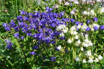 Allgemeine Gartenakelei blau weiss - aquilegia vulgaris 