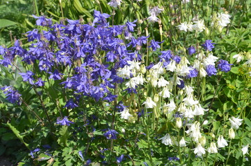 Allgemeine Gartenakelei blau weiss - aquilegia vulgaris 