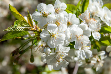 Spring may bloom, the cherry and white colours.