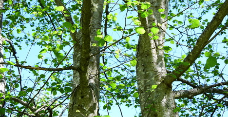 Erle - Baumstamm mit frischen jungen Trieben 