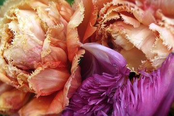 verwelkte Tulpen - faded tulips