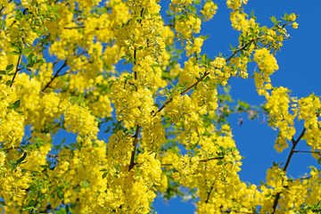 Gew&ouml;hnlicher Goldregen, Laburnum