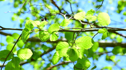 Erlenblätter im Sonnenschein