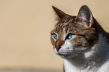A muzzle of a beautiful adult young tabby cat with blue eyes and brown velvet wet nose on a yellow background