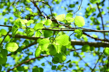 Erle - Laubbaum - Blätterdach im Sonnenschein