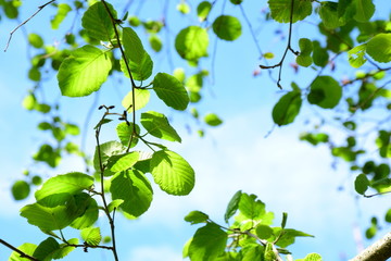 Erle - Laubbaum - Blätterdach im Sonnenschein