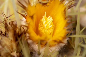 Golden Barrel Cactus flower close up. Echinocactus Grusonii.