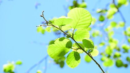 Erlenblätter im Sonnenschein