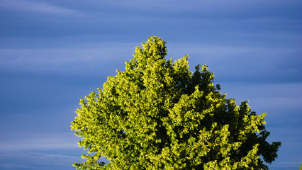 green tree and blue sky