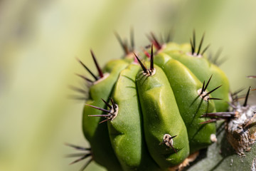 Round Green Cactus
