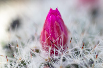 Cactus ( Mammillaria Haageana ) flower