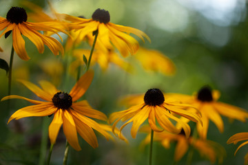 Beautiful flowering sunny orange yellow colored flowers with blurry green copy space bokeh background.