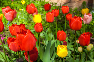 Fototapeta premium In spring, tulips grew and blossomed in parks and flower beds.