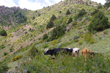 Fototapeta na wymiar Cows graze on the slopes of the mountains of Uzbekistan, mountain landscape