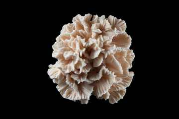 coral fossil
