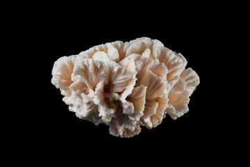 coral fossil