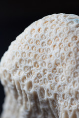 coral fossil