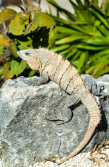 Iguana on the Yucatan Peninsula in Mexico