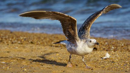 Yellow-Legged Gull Breeding taking Flight