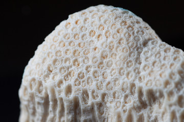 coral fossil