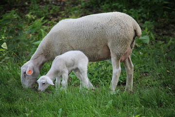 Naklejka na ściany i meble mother sheep and small lamb on a meadow
