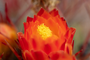 Blooming Ferocactus Robustus flowers. Closeup. Blurry background