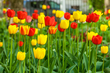In spring, tulips grew and blossomed in parks and flower beds.