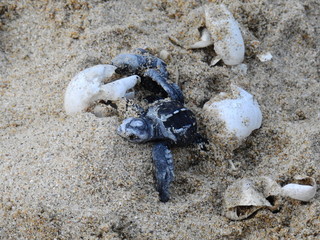 Tortuga bebé saliendo del cascarón 