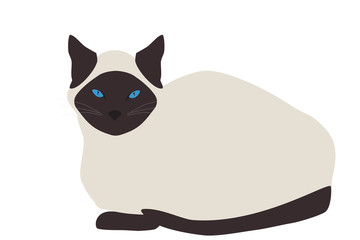 Siamese cat isolated on white background, vector eps 10