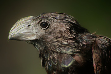 Fototapeta premium Black bird