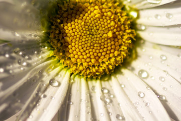 Nahaufnahme einer blühenden Margerite nach dem es Geregnet hat