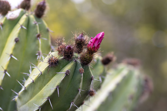Blooming cactus (Polaskia Chende) flower