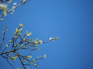 branches of tree against the sky.