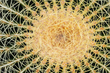 Golden Barrel Cactus close up.