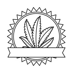 cannabis plant leafs nature frame