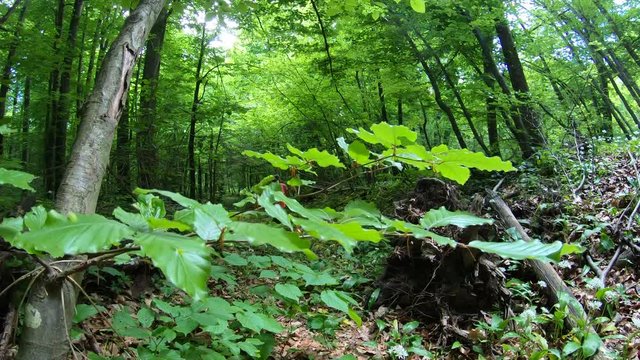 Overweight woman running up a green forest path