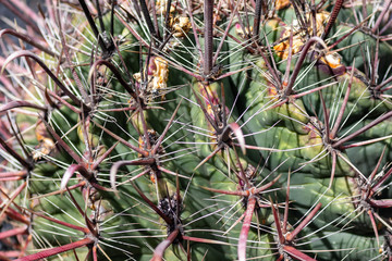 Thickets of cactus