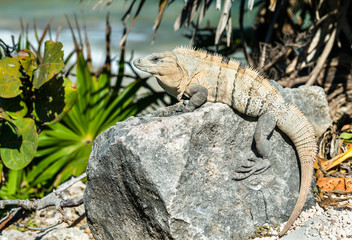 Iguana on the Yucatan Peninsula in Mexico