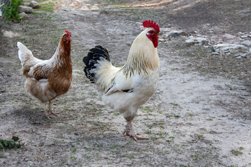 Hen and rooster in the yard