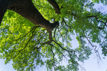 Tree, full of leaves, seen from below