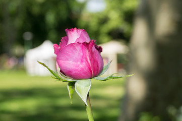 Pink rose on a green blurred background